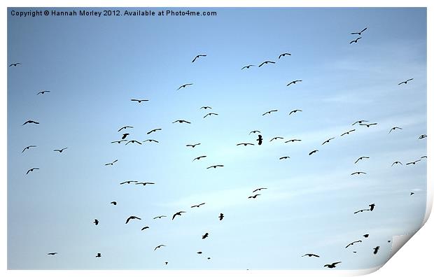 Flock of Seabirds Print by Hannah Morley