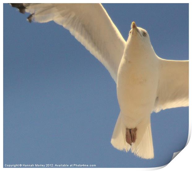 Herring Gull Print by Hannah Morley