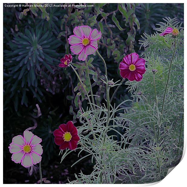 Pink and Purple Cosmos Flowers Print by Hannah Morley