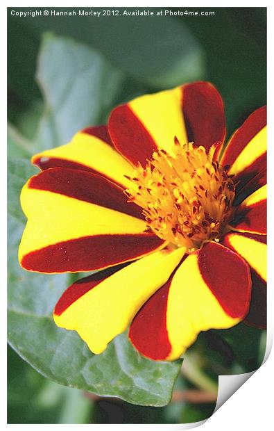 Red and Yellow Flower Print by Hannah Morley
