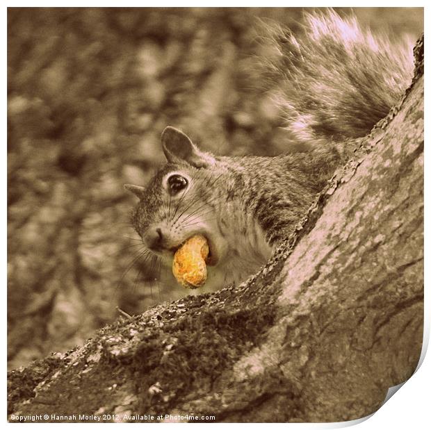 Cheeky Grey Squirrel Print by Hannah Morley