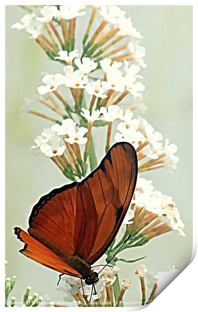 Julia Butterfly Print by Hannah Morley