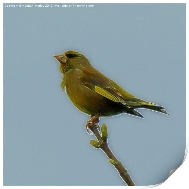 Greenfinch Print by Hannah Morley