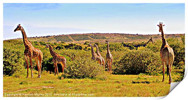 A Tower of Giraffes Print by Hannah Morley