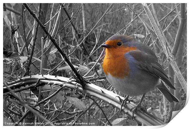 Robin Red-Breast Print by Hannah Morley