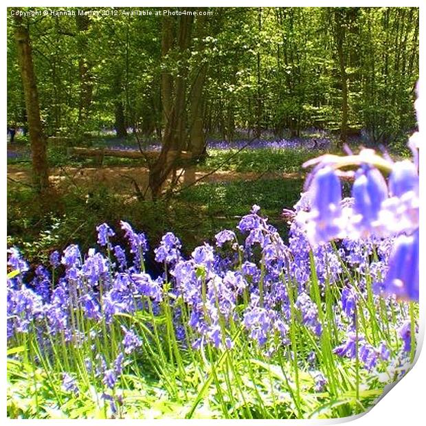 Arlington Bluebells Print by Hannah Morley