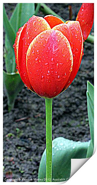 Red Tulip Print by Hannah Morley