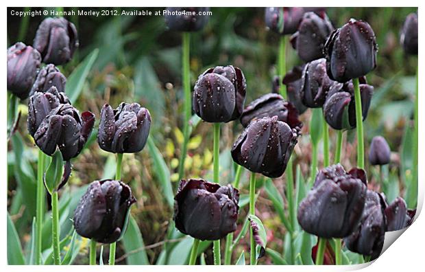 Black Tulips Print by Hannah Morley