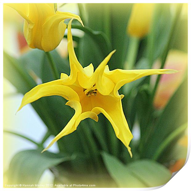 Yellow Tulip Print by Hannah Morley