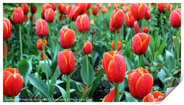 Tulips Print by Hannah Morley