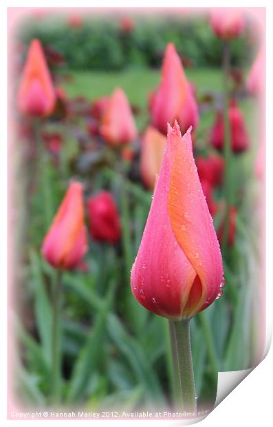 Pink & Orange Tulip Print by Hannah Morley