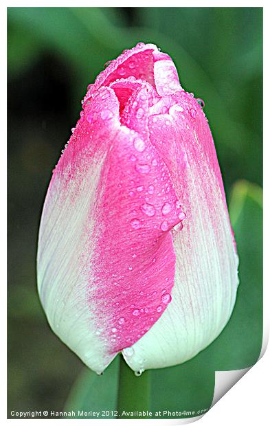 Pink & White Tulip Print by Hannah Morley