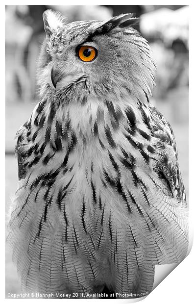Eagle Eyes Print by Hannah Morley