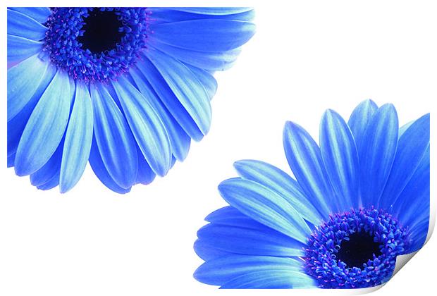 Blue Gerbera Flowers On White Print by Anthony Michael 