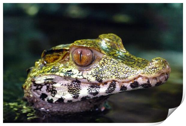 Cuvier's Dwarf Caiman  Print by Anthony Michael 