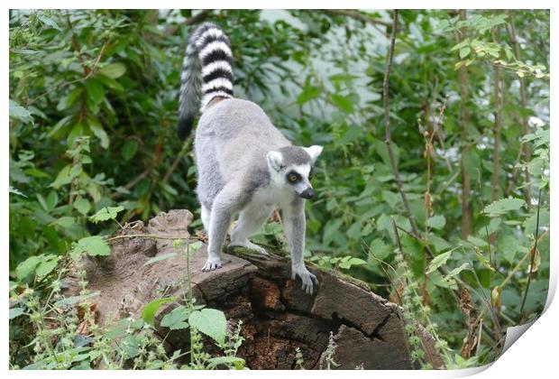 Ring-Tailed Lemur Print by Anthony Michael 