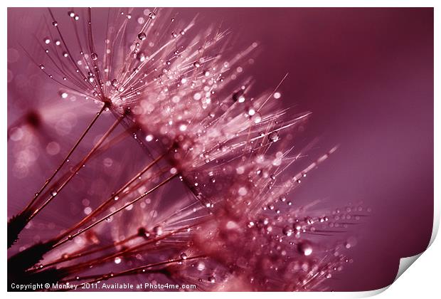 Water Droplets On Dandelion Seeds Print by Anthony Michael 
