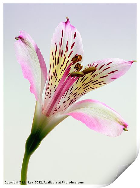 Alstroemeria Inca Lily Flower Print by Anthony Michael 