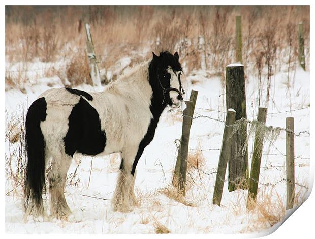 Snowy Solitude Print by Anthony Michael 