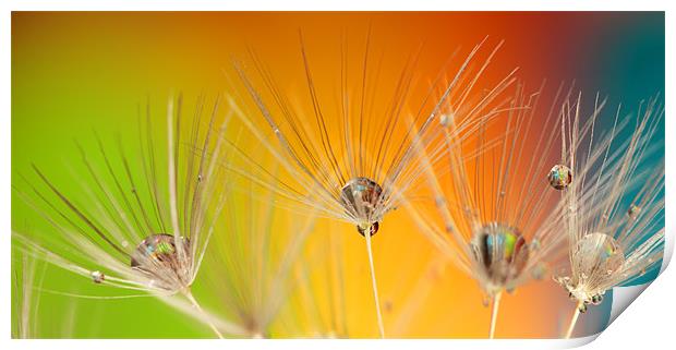 Rainbow Water Droplets Print by Anthony Michael 