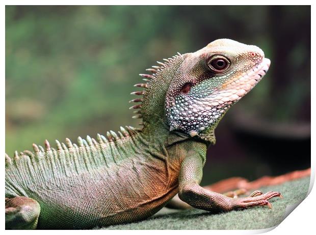 Chinese Water Dragon Print by Anthony Michael 