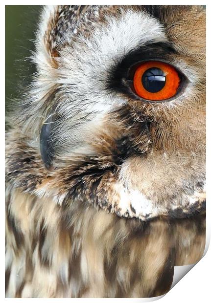 Owl Portrait  Print by Anthony Michael 