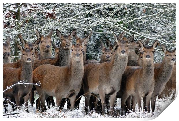 Herd Of Deer Print by Anthony Michael 