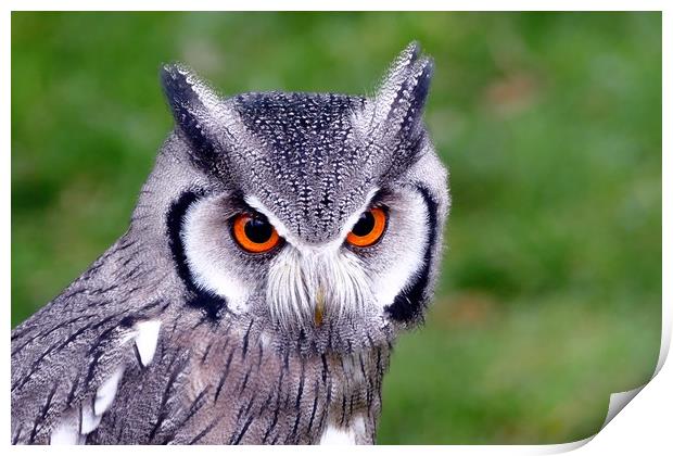 Southern White Faced Owl Print by Anthony Michael 