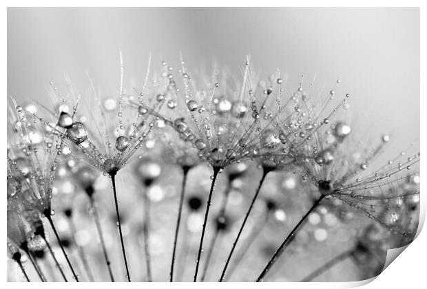 Water Droplets Black & White Print by Anthony Michael 