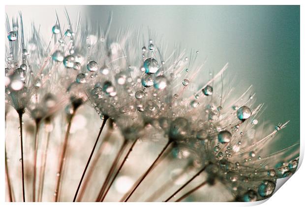 Dandelion Water Droplets Print by Anthony Michael 