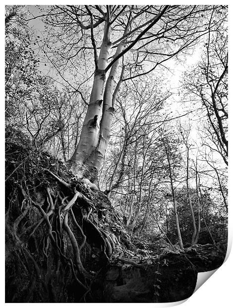 Roots Print by Chris Manfield