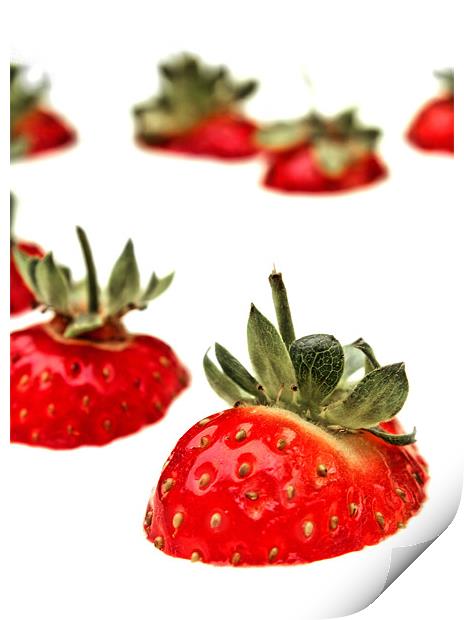 Strawberry Cream fields Print by Chris Manfield