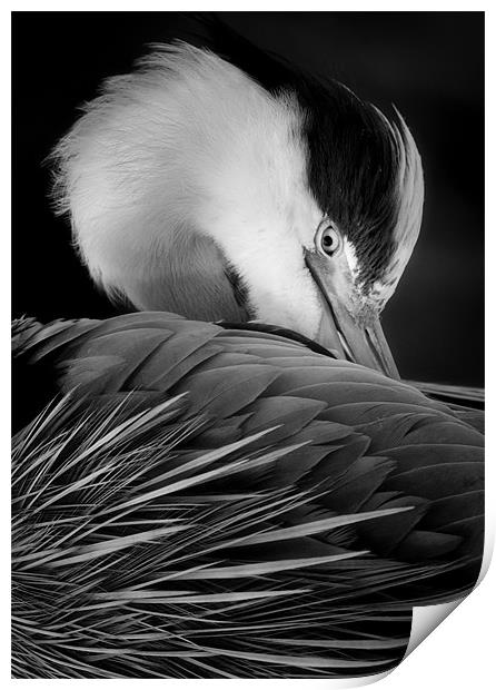 The grand Heron Print by Chris Manfield