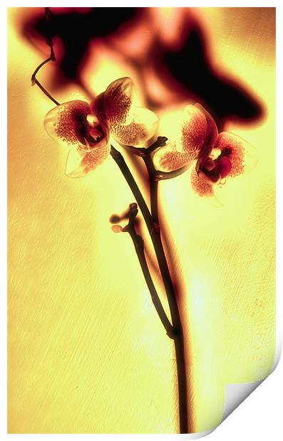 Orchids Print by Chris Manfield