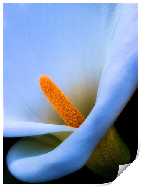 Lily Print by Chris Manfield