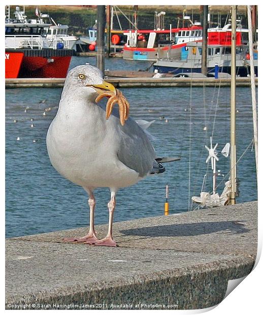 Seagull eating a starfish Print by Sarah Harrington-James