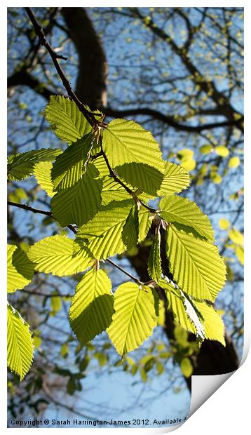 Beech tree in the Spring Print by Sarah Harrington-James