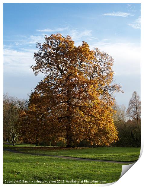 Ancient oak tree in Autumn Print by Sarah Harrington-James