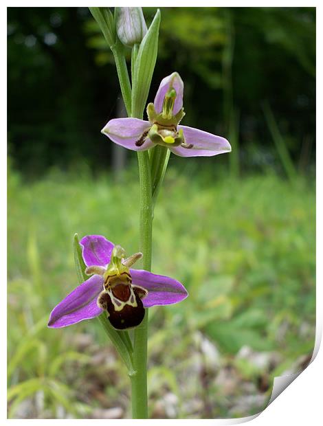 Bumblebee Orchid (Ophrys Bombyliflora) Print by Sarah Harrington-James