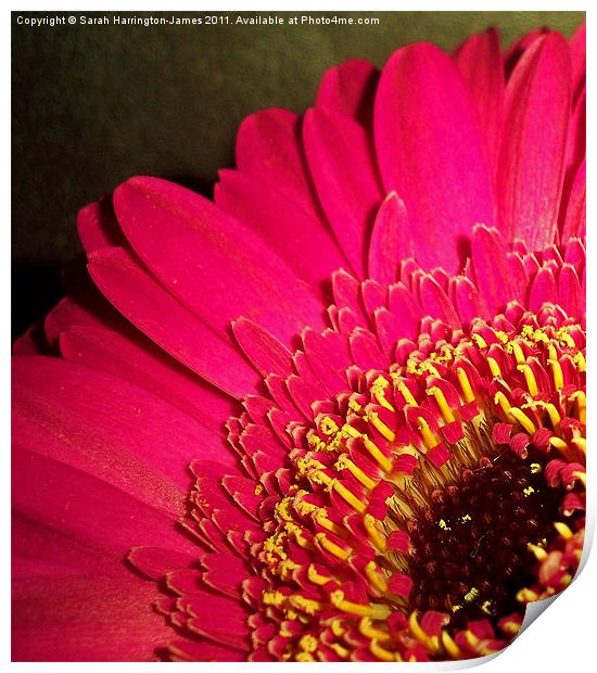 Hot pink gerbera Print by Sarah Harrington-James