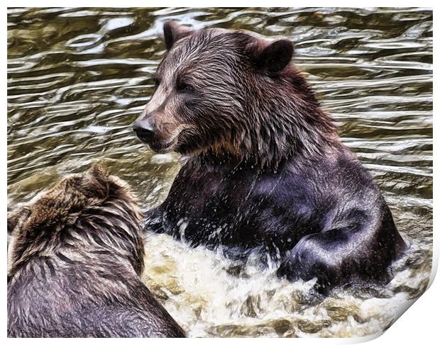 European Brown Bears Print by Sam Smith