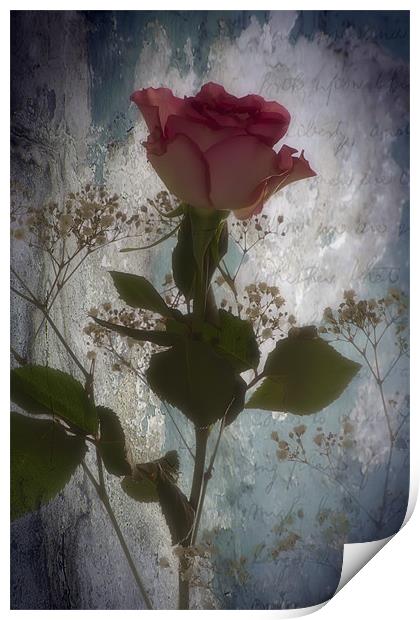 Rose Print by Sam Smith