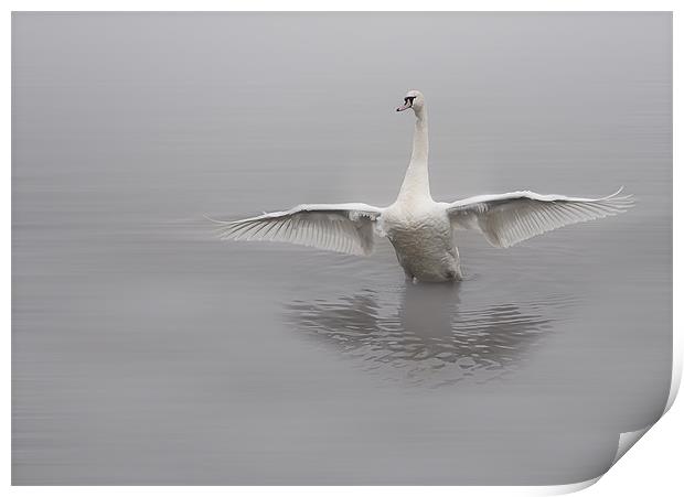 Swan Print by Sam Smith