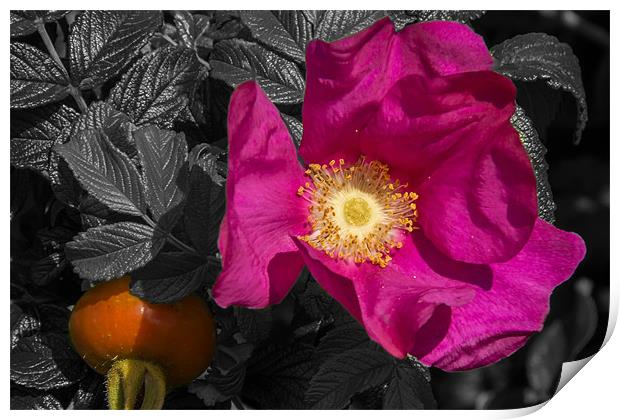 Flowering Rose Hip Print by Sam Smith