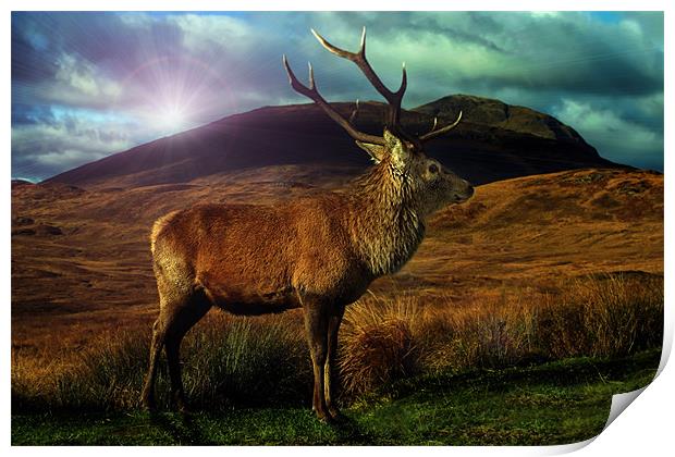 Sunset Stag Print by Sam Smith