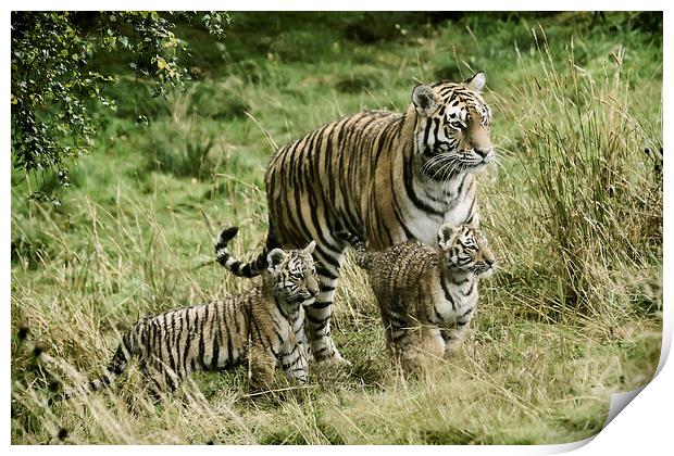 Tiger cubs Print by Sam Smith
