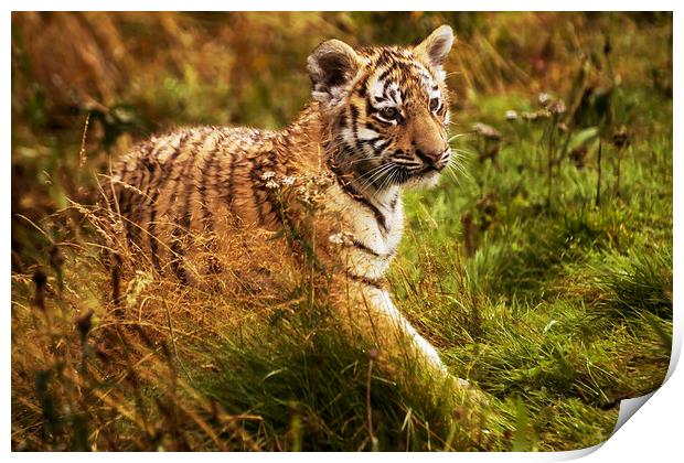 Tiger cub Print by Sam Smith