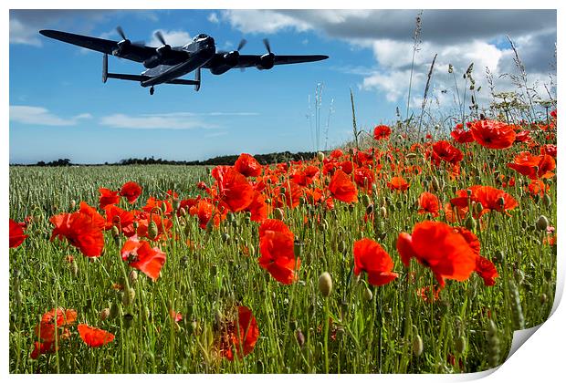  Flying over poppies Print by Sam Smith