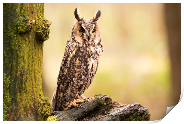 Long Eared Owl Print by Sam Smith