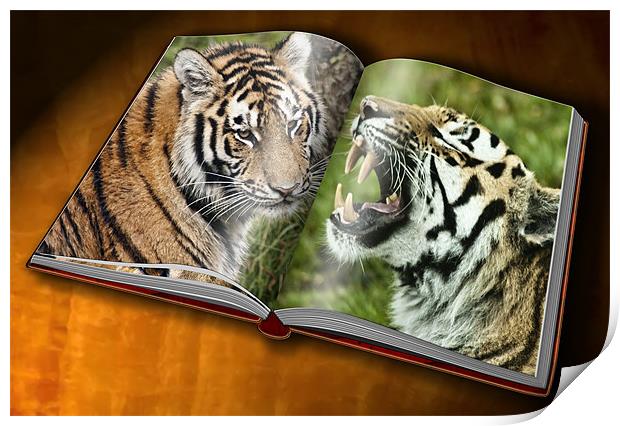 Tiger Photobook Print by Sam Smith